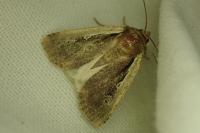 Ochropleura plecta