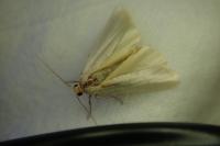 Eilema caniola
