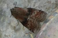 Rhodophaea formosa