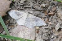Idaea degeneraria