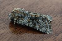 Hecatera dysodea