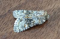 Hecatera dysodea