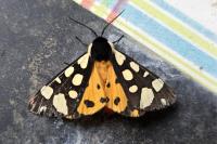 Arctia villica