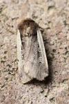 Ochropleura plecta