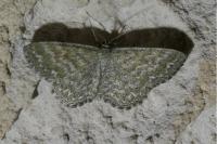 Scopula immorata