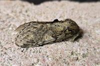 Peridea anceps