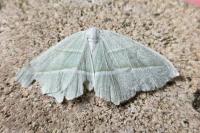 Campaea margaritaria
