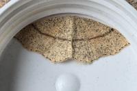 Cyclophora punctaria