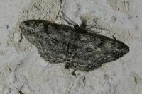 Peribatodes rhomboidaria rhomboidaria