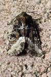 Oligia