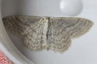 Idaea subsericeata