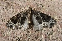 Ecliptopera silaceata