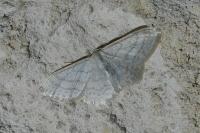 Idaea subsericeata