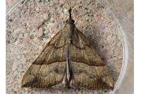 Hypena proboscidalis