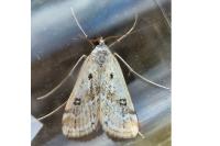Parapoynx stratiotata