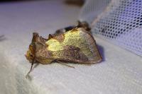Diachrysia chrysitis