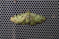 Pasiphila rectangulata
