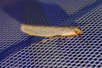 Eilema caniola