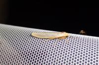 Eilema caniola