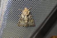 Hecatera dysodea
