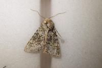 Hecatera dysodea