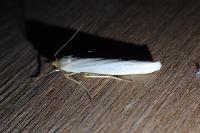 Eilema caniola