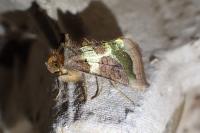 Diachrysia chrysitis