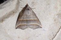 Colobochyla salicalis