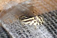 Emmelia trabealis