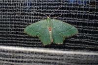 Hemithea aestivaria