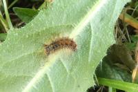 Lymantria dispar