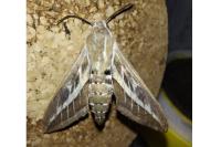 Hyles livornica