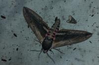 Sphinx ligustri
