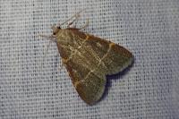 Hypsopygia glaucinalis