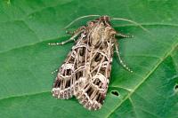 Sideridis reticulata