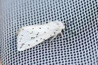 Spilosoma lubricipeda