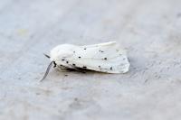 Spilosoma lubricipeda