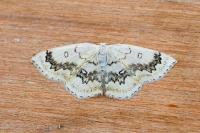 Cyclophora annularia