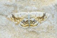 Cyclophora annularia