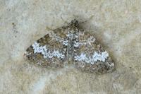 Perizoma alchemillata