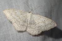 Scopula incanata