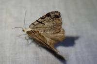 Macaria wauaria