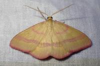 Rhodostrophia calabra