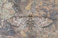 Eupithecia vulgata