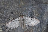 Eupithecia druentiata