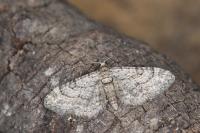 Eupithecia gemellata