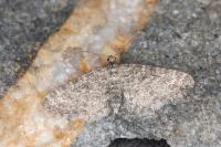 Eupithecia graphata
