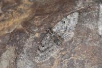 Eupithecia lariciata