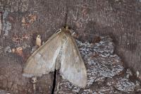 Anania terrealis