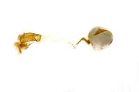 Anania terrealis